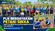 Melalui Program "HORTI the BEST" PLN Dorong Pemberdayaan  Kelompok Tani "Saing Tomowair" Desa Hoder Untuk Peningkatan Kesejahteraan